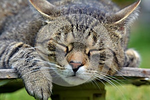 Tired cat on a skateboard