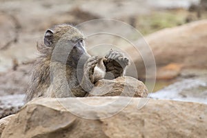 Tired Chacma baboon sit on rocks to rest after hard day