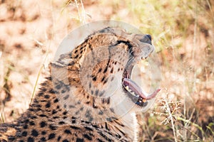 Tired cheetah having a good yawn in Namibia