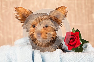 Tired cute little Yorkshire terrier resting on a soft blue bed a