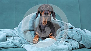 Tired dachshund dog is freezing so wrapped up in warm blanket, sitting on comfortable sofa at home and getting ready for