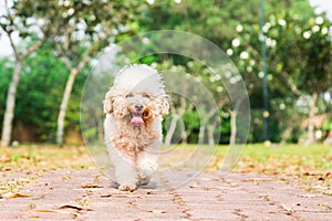 Tired dog with long tongue resting after exercise at park