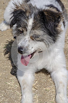 Tired Dog Lying on the Ground afrer a Long Walk