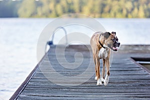 Tired Dog walking on dock at lake