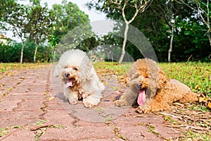 Tired dogs with long tongue resting after exercise at park