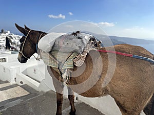 Tired Donkey Rests From Carrying Heavy Bags Down Endless Steps in Santorini Greece