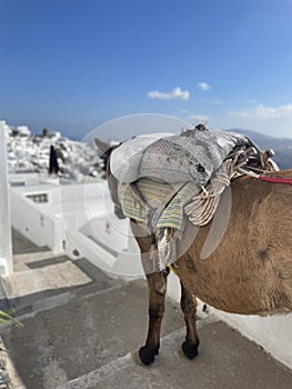 Tired Donkey Takes a Break Amongst White Washed Buildings in Santorini Greece