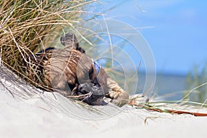 Tired fawn French Bulldog dog with black mask sleeping on a sand beach on vacation