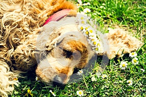 Tired female dog sleeping on the fresh green lawn with wreaths of daisies photo