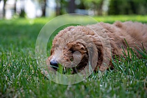 A tired goldendoodle puppy in the grass