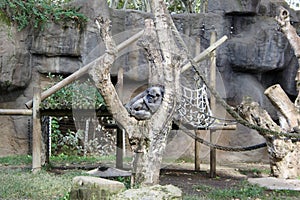 A tired gorilla sleeps in a tree after active games. photo