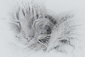Tired gray tabby cat in close-up