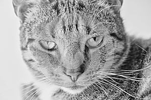 Tired gray tabby cat in close-up