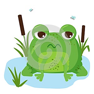 Tired green frog sits on a water lily leaf in the reeds.