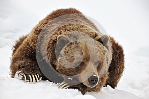 Tired grizzly bear photo