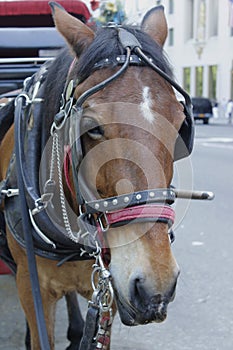 Tired horse in the Central Park