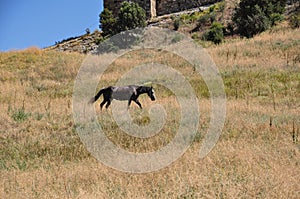A tired horse on a hot summer day walks on dry grass against the background of the walls of a medieval fortress