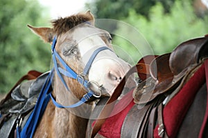 Tired Horse Resting Head on Another Horse