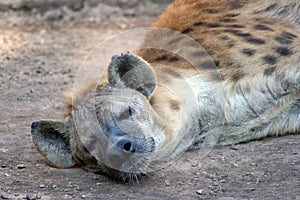 Tired Hyena