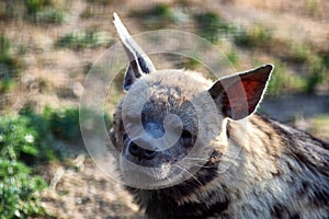 Tired hyena looks into the camera. Photo portrait of a wild animal.