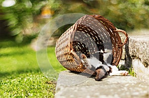 Tired kitten sleeping in funny position hidden in vintage basket