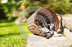 Tired kitten sleeping in shadow, resting on its back in funny position hidden in vintage vicker basket