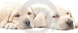 Tired Labrador puppies photo