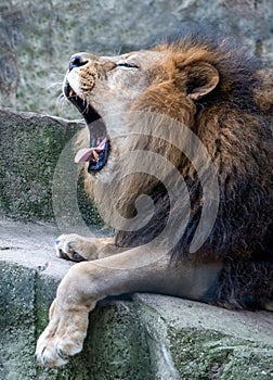 Tired lion with a big yawn