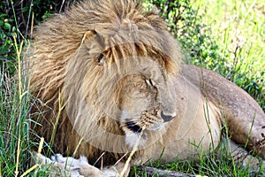 A Tired Lion at Maasai Mara National Reserve