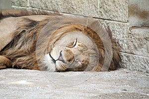 Tired Lion sleeping