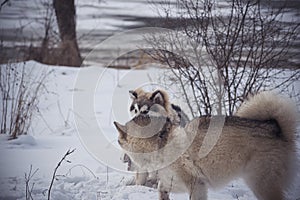 Tired Malamute dogs in the outdoors