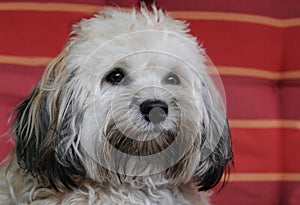 Maltese mongrel resting on a garden chair