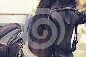 A tired and neglected horse used to carry loads