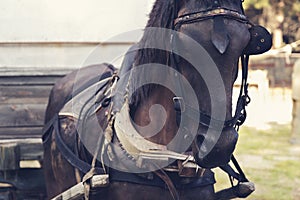 A tired and neglected horse used to carry loads