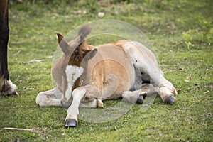 Tired New Forest Pony foal