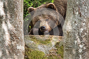 Tired but observant brown bear lying in the forest between trees