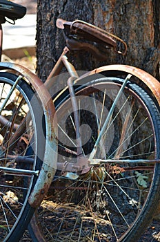 Tired Old Bikes Leaned Up Against a Tree