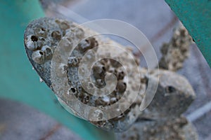 Tired Old Boat Propeller with Barnacles and Shells photo