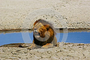 Tired old lion resting next to water