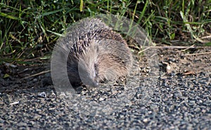 Tired and orphaned young hoglet on a roadside with grass