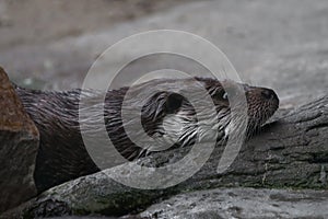 Tired otter close-up laid her head, ran away, in profile