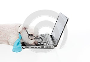 Tired overworked dog sleep computer laptop photo
