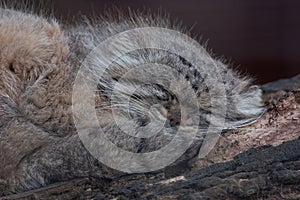 Tired Pallas Cat  aka Manul  Otocolobus manul  sleeping curled up on branch