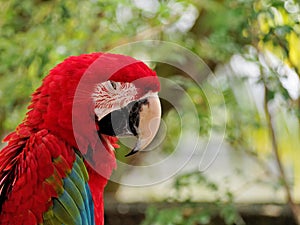 Tired Parrot