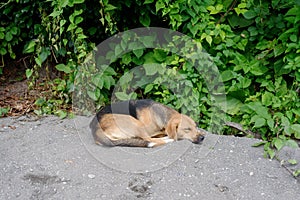 Tired pooch lying on stone ground waits for owner to play
