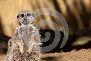 Tired pregnant meerkat on duty. Cute animal looking at camera.