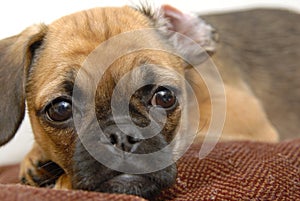 Tired Puggle photo