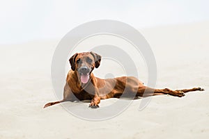 Tired Rhodesian Ridgeback lying on sand