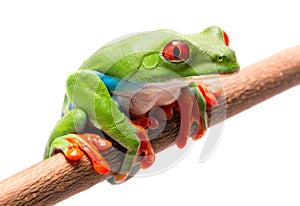 Tired, sad or sick red eyed tree frog