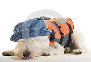 Tired Sailor - dog with life jacket and hat photo